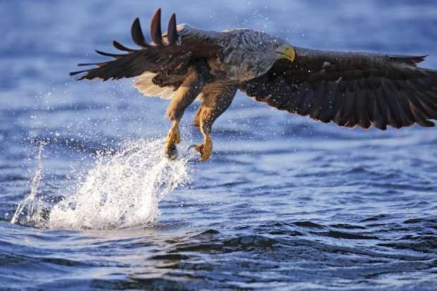 De Lauwersmeer Vogel Mit Eingezaeuntem Garten Anjum Exteriör bild
