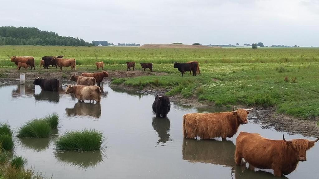 De Lauwersmeer Vogel Mit Eingezaeuntem Garten Anjum Exteriör bild